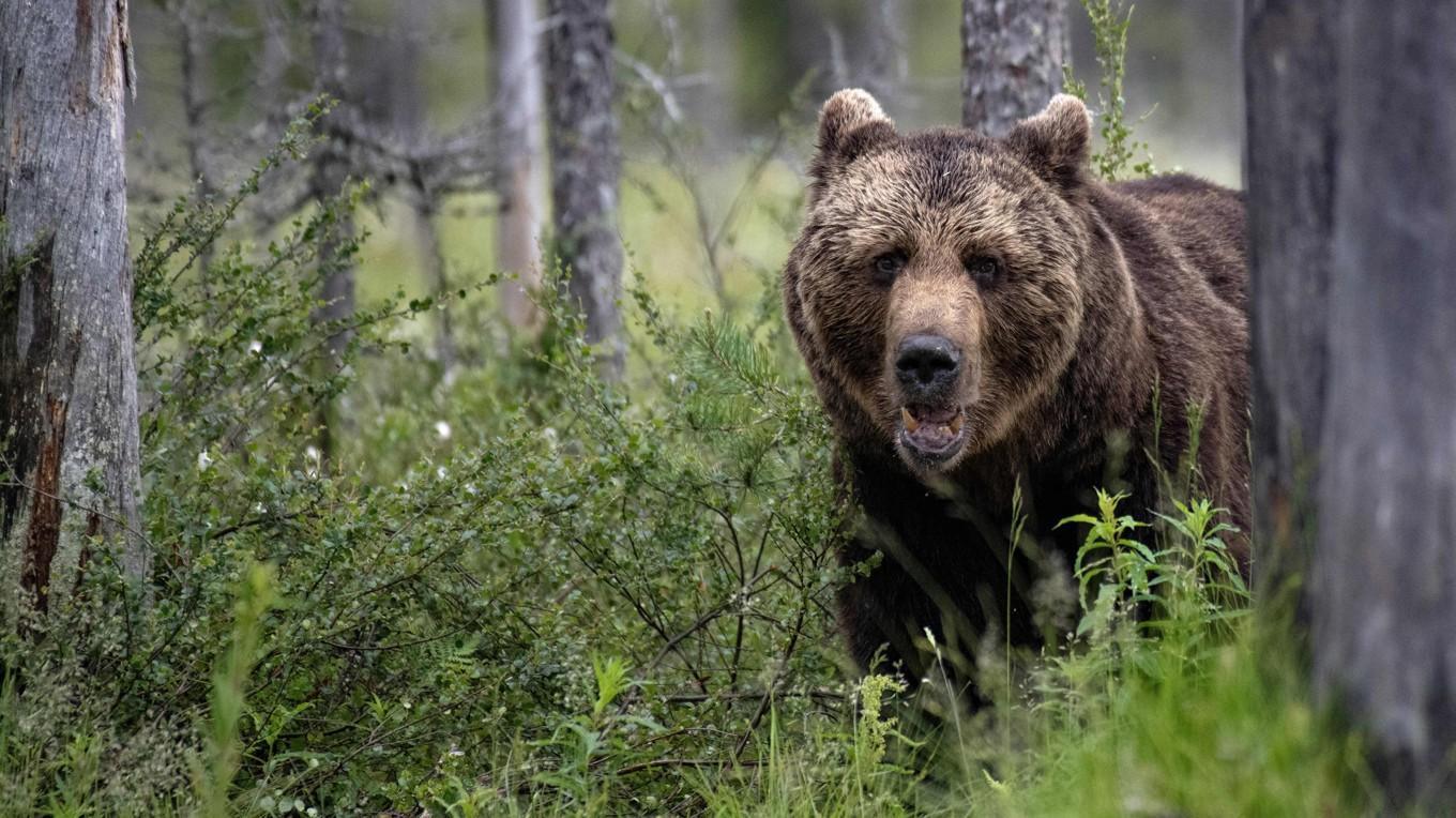 Sex män åtalas för grovt jaktbrott i samband med licensjakt med björn. Foto: Olivier Morin/AFP via Getty Images