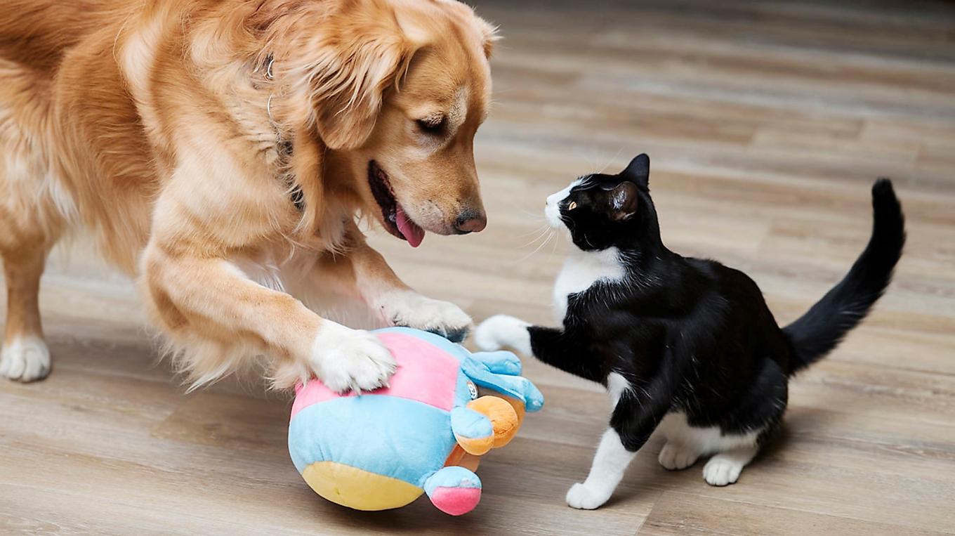 Novus undersökning i juli visar att svenskarna månar om sina husdjur. En tredjedel ser sina husdjurs välfärd som viktigare än sin egen. Foto: Shutterstock