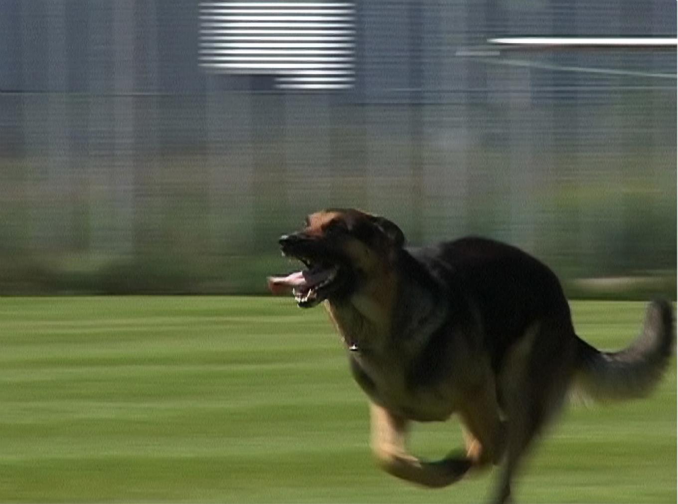 Regeringen vill skärpa reglerna för att komma tillrätta med olämpliga hundägare. Arkivbild. Foto: Daniel Zdolsek/TT
