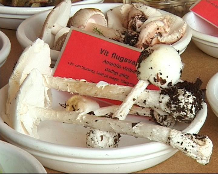 Vit flugsvamp, som innehåller det giftiga ämnet amatoxin. Bilden är tagen 2008 då en kvinna förgiftades av vit flugsvamp. Foto: Karin Markhede/TT