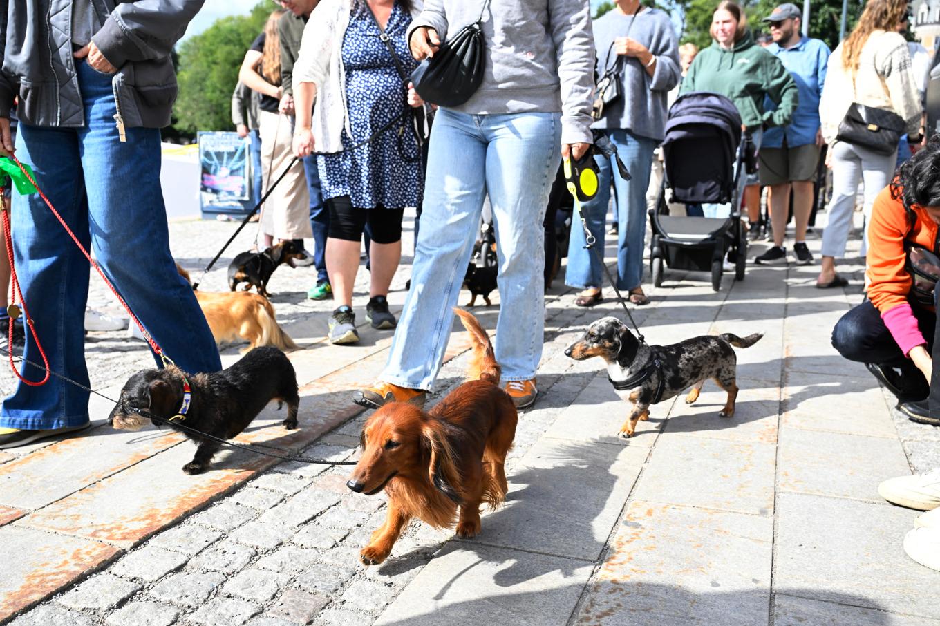 Så här såg det ut vid förra sommarens taxparad längs Strandvägen i Stockholm. Foto: Jessica Gow/TT