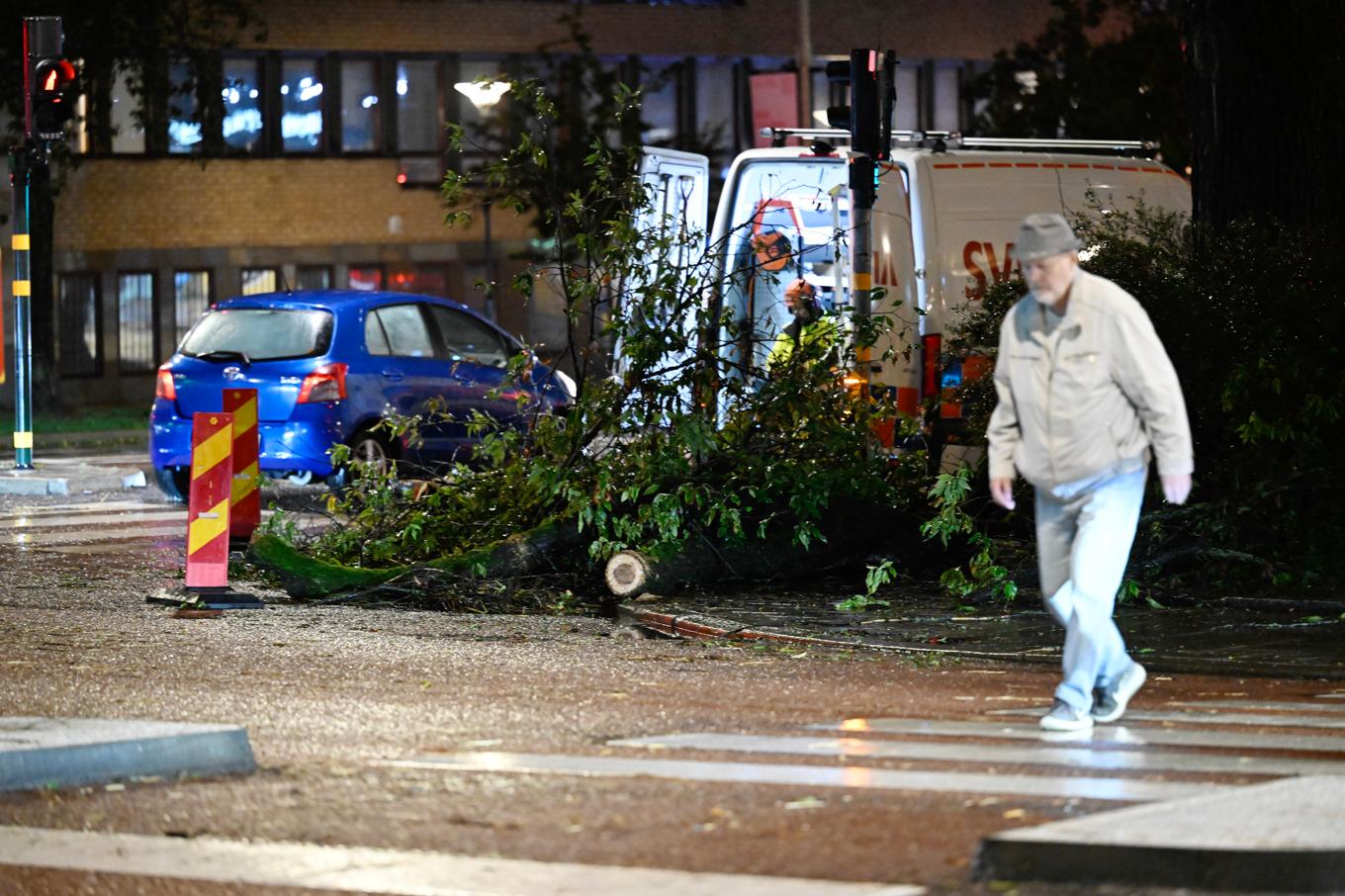Ett träd har blåst ner vid Zinkensdamm på Södermalm i Stockholm efter hårda vindar och regn under torsdagen. Foto: Fredrik Sandberg/TT