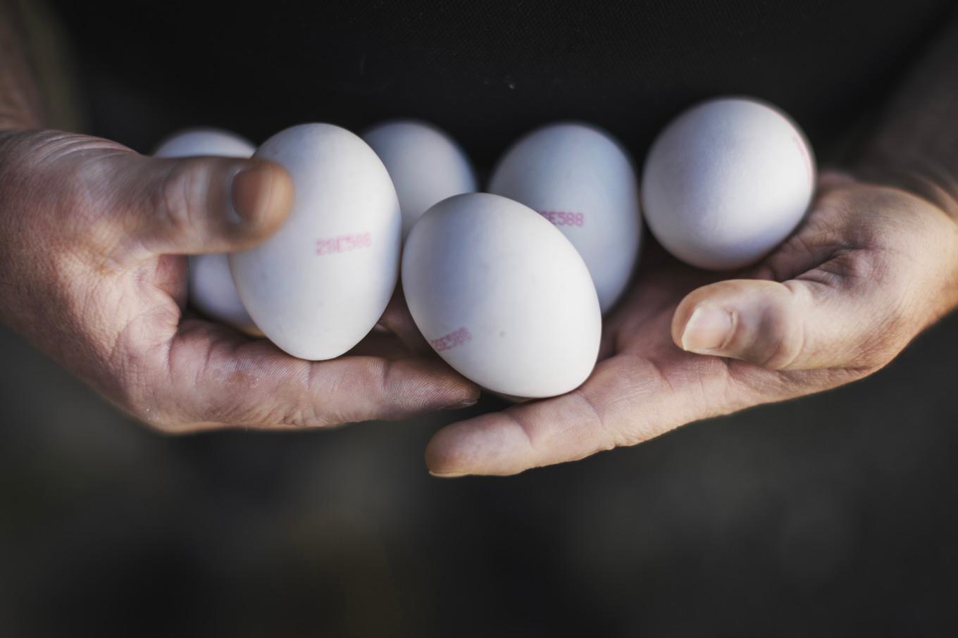 Smittskyddsläkaren i Sörmland säger att salmonellasmittan sannolikt kommer från ägg. Arkivbild. Foto: Linus Sundahl-Djerf/SVD/TT