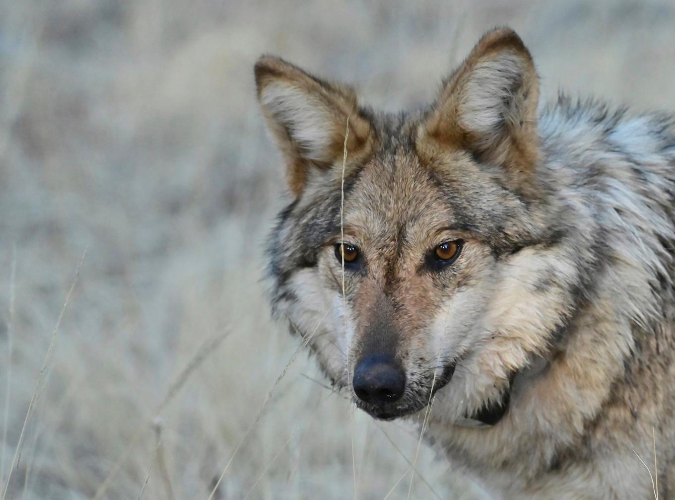 Arkivbild på en varg i USA. Foto: Arizona Game and Fish Department/AP/TT