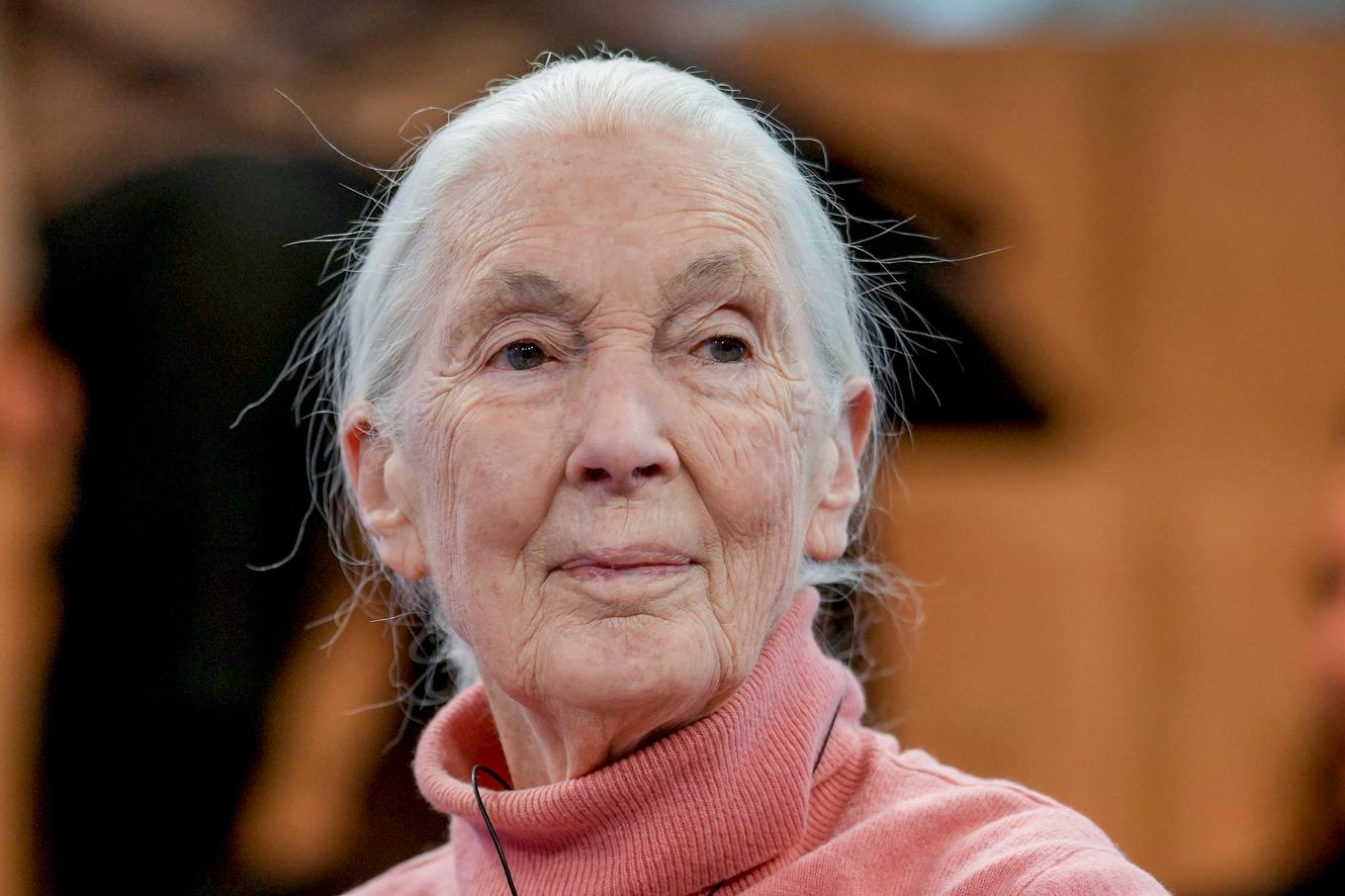 Jane Goodall vid ett panelsamtal i Davos i Schweiz 2024. Foto: Markus Schreiber/AP/TT