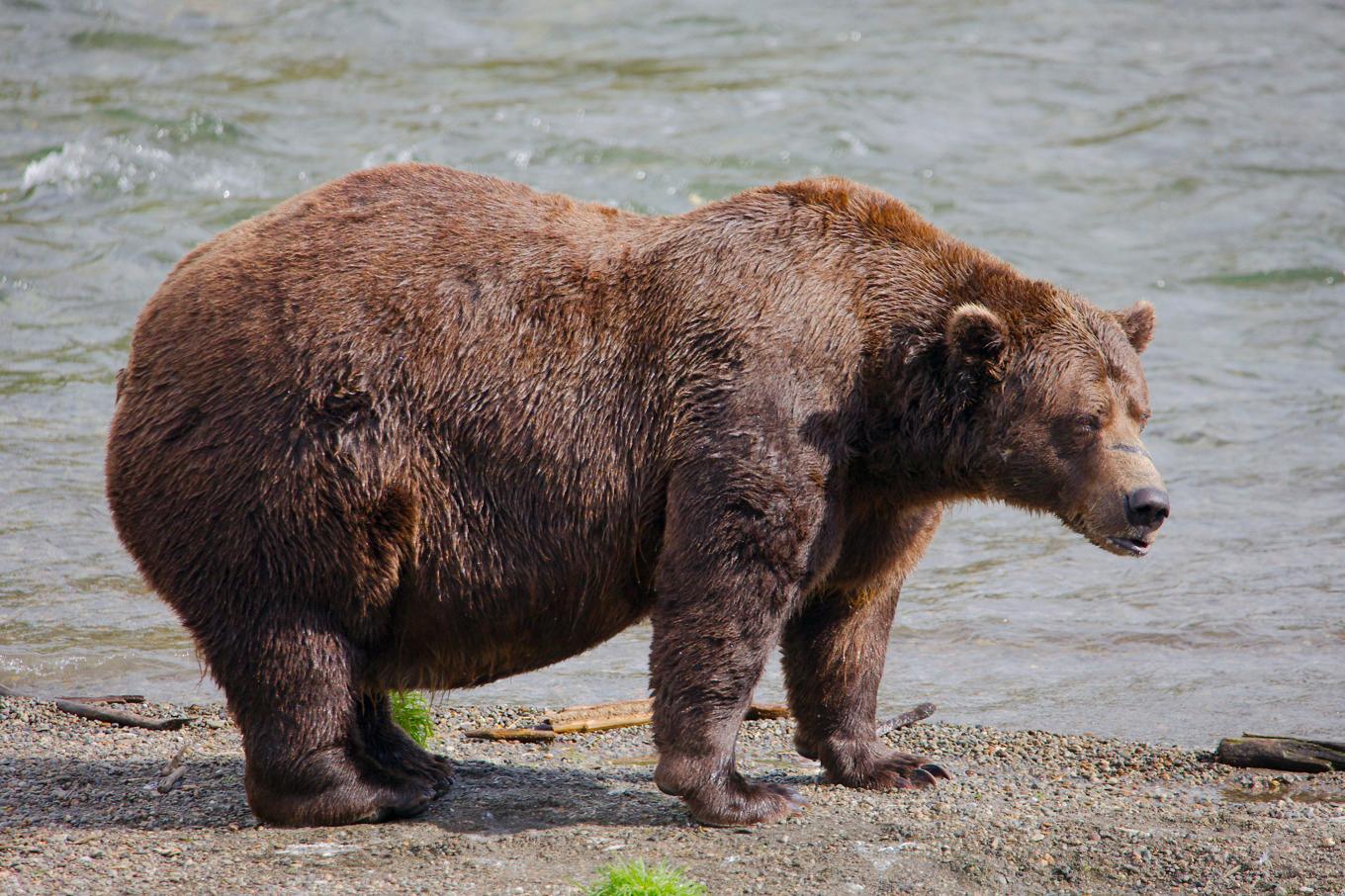 Björn 32, Chunk, årets vinnare av "Fat Bear Week", under förra årets tävling. Foto: E. Johnston/National Park Service/AP/TT
