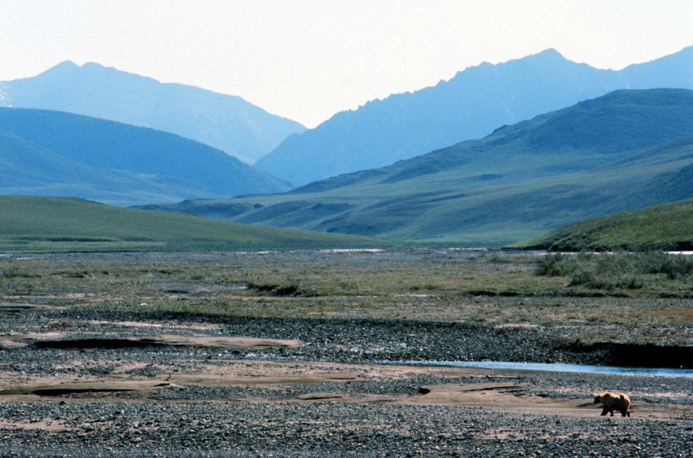 Arktiska nationella vildmarksreservatet i Alaska. Foto: Getty Images/Stringer