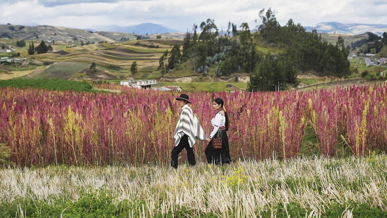 Innan människorna i Anderna äter sin quinoa blötlägger man fröna i tre veckor. En hel del antinutrienter och växtgifter försvinner då i fermenteringen. Foto: Martin Stock Studio/Shutterstock