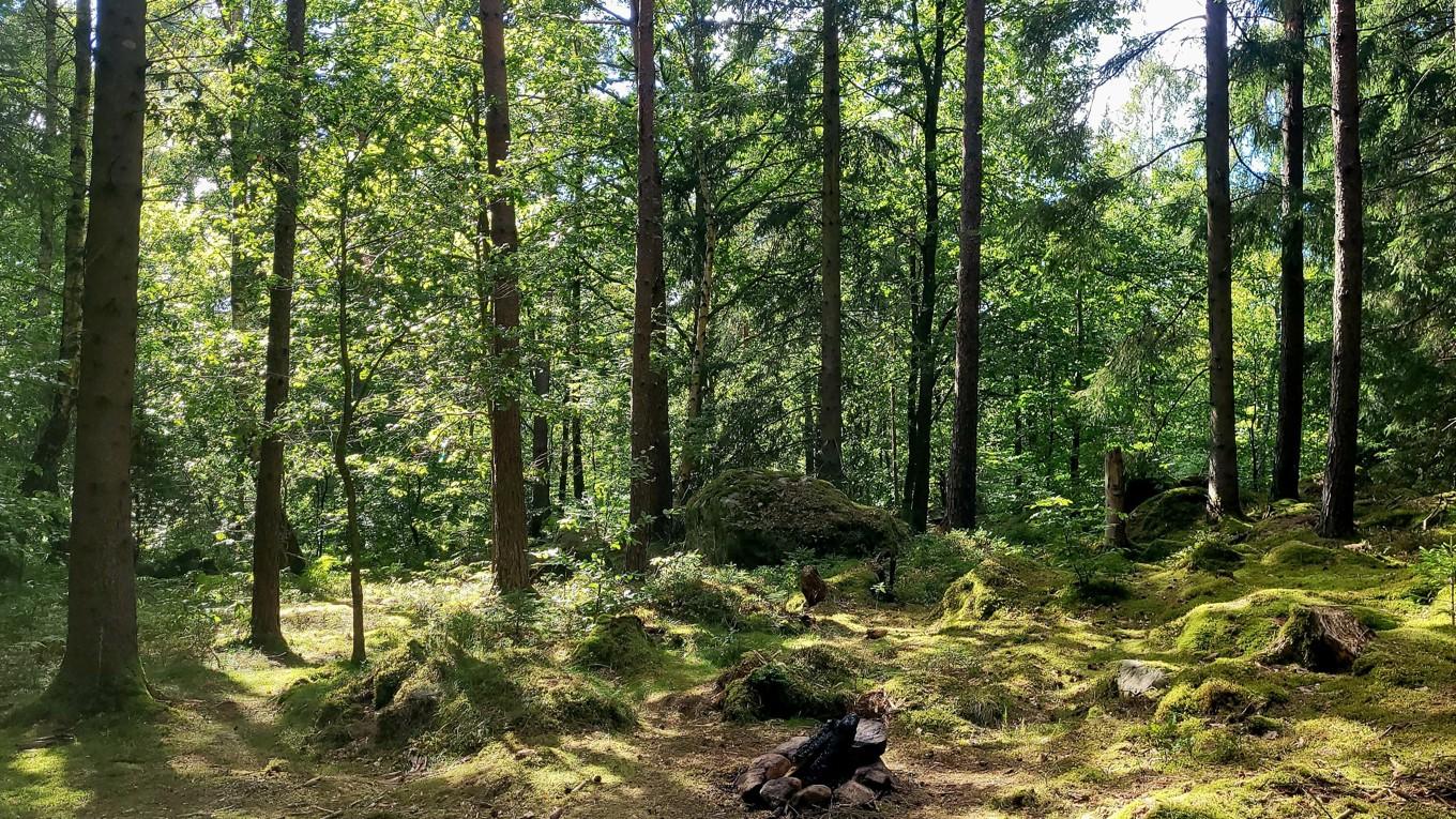 Skogsutredningen har som syfte att öka tillväxten i de svenska skogarna. LRF är positivt till utredningens slutbetänkande men påpekar att det nu är upp till regeringen att göra något av förslagen. Foto: Hans Bengtsson