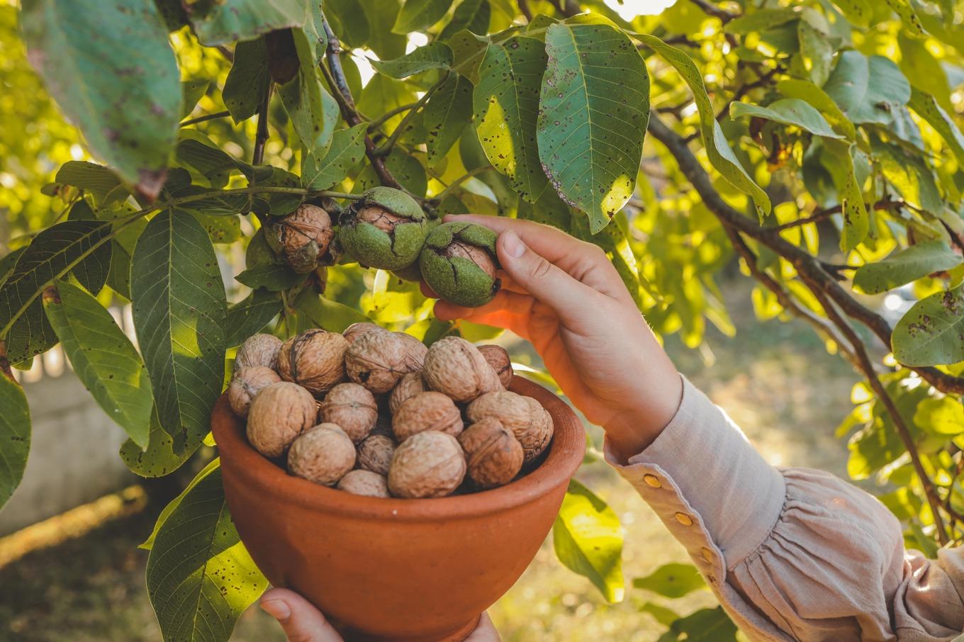 Ett valnötsträd i trädgården kan ge upp till 20 kilo nötter på en säsong. Foto: Shutterstock