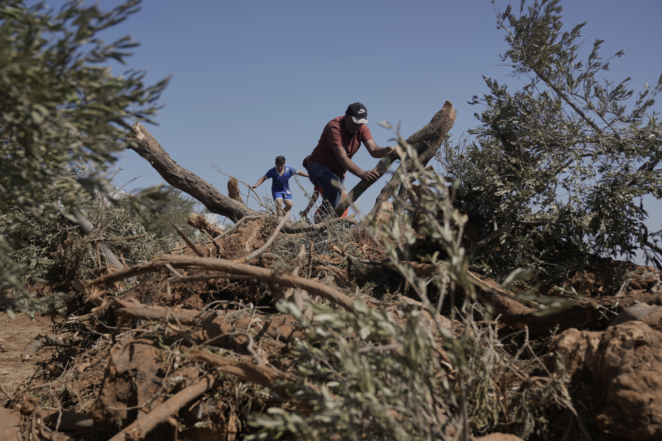 En palestinsk bonde tittar ut över förödelsen vid byn al-Mughayyir efter att hans olivträd förstörts. Bild från slutet av augusti. Foto: Majdi Mohammed/AP/TT