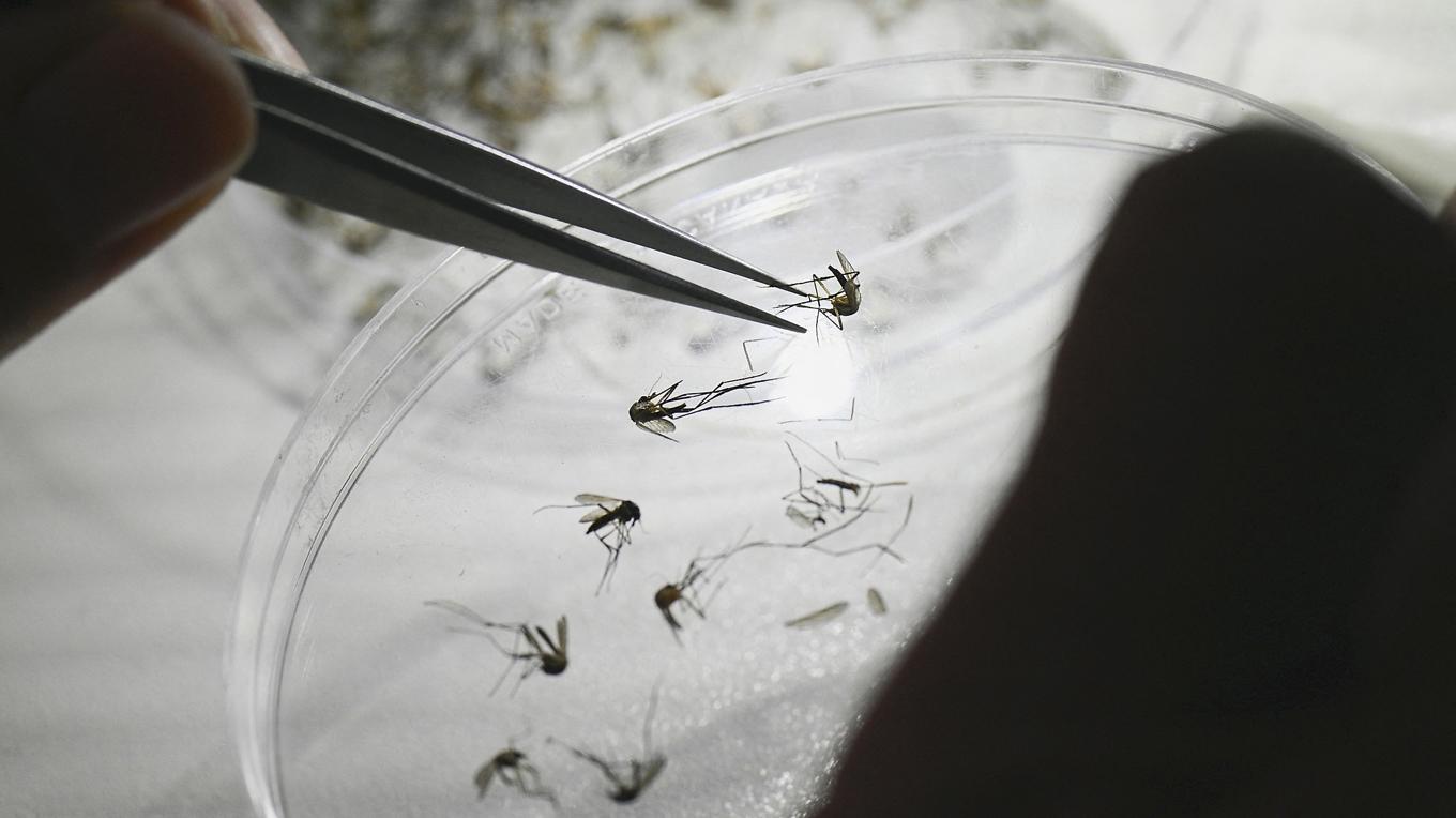 Myggan Aedes aegypti undersöks av en forskare. Den kan bära på sjukdomar som dengue, zika och chikungunya. Forskare ställer sig tveksamma till Kinas hårda åtgärder mot utbrottet av chikungunya i landets södra del. Foto: Luis Robayo/AFP via Getty Images