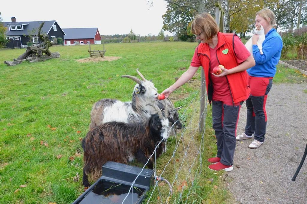 Djuren har en självklar plats på Gärdets omsorg. Geten Sune mumsar glatt i sig äpplet som Marie Svensson sticker till honom. Foto: Hans Bengtsson