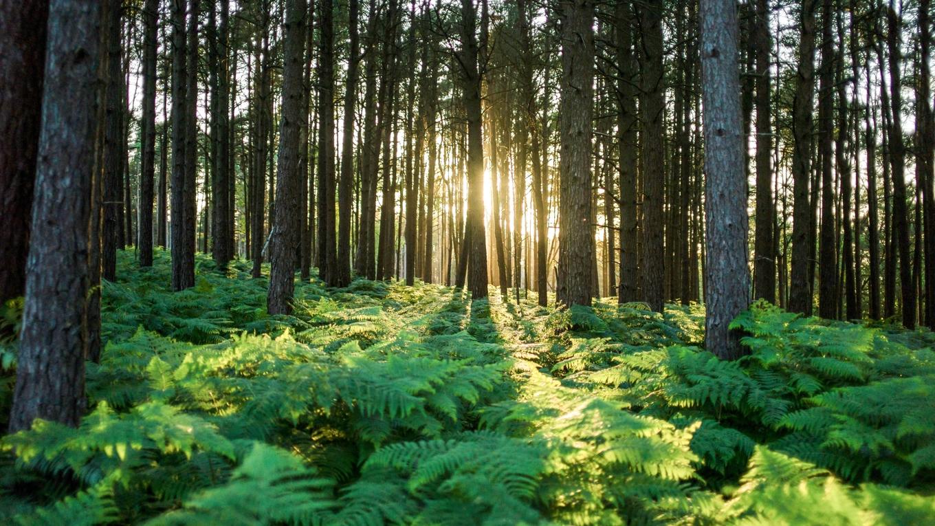 Skog. Foto: Dan Kitwood
