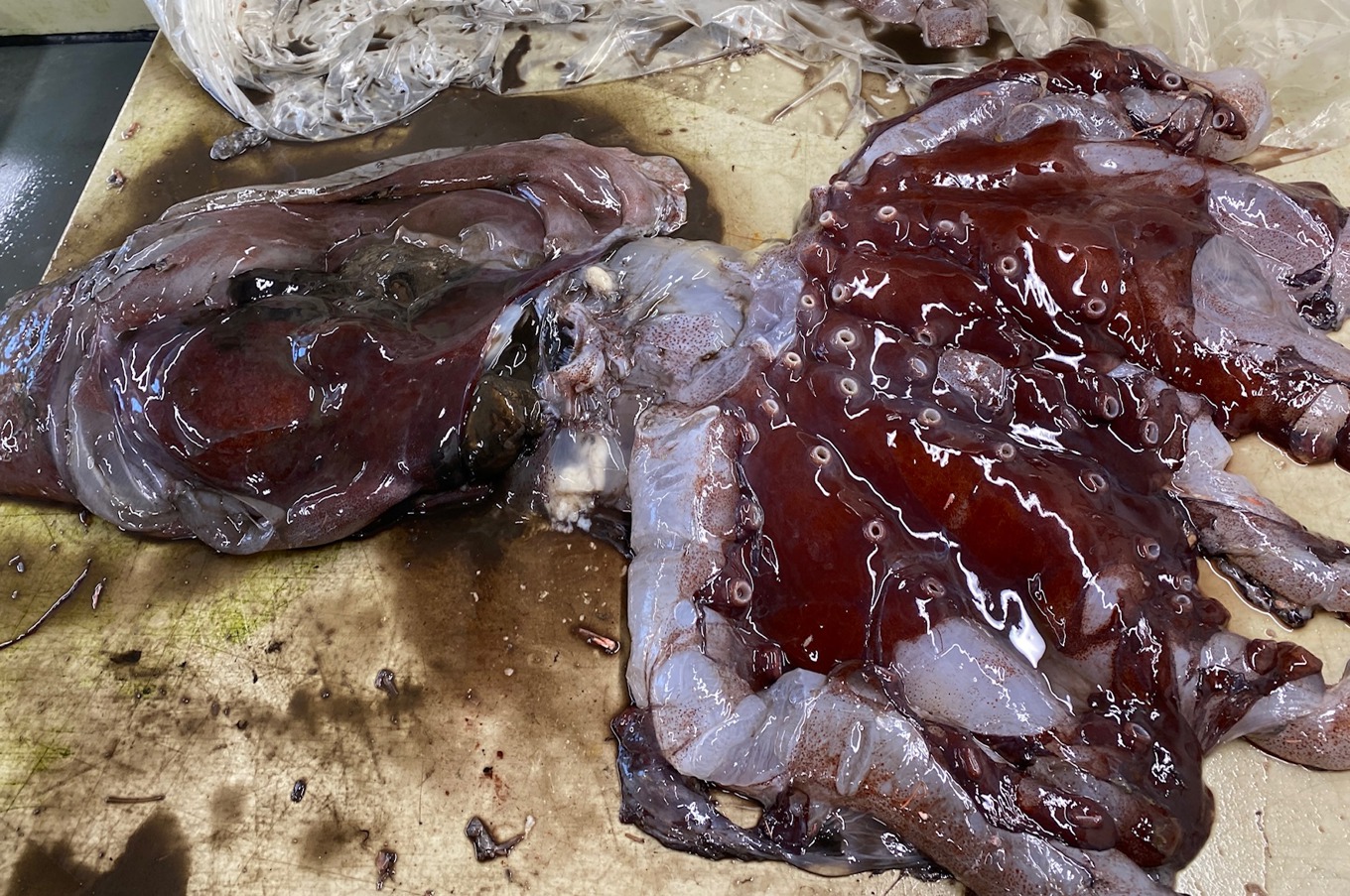 Spökkraken, Haliphron atlanticus, som hamnade på Göteborgs fiskauktion var 120 centimeter lång och vägde 25 kilo. Foto: Christin Appelqvist/Tjärnö marina laboratorium