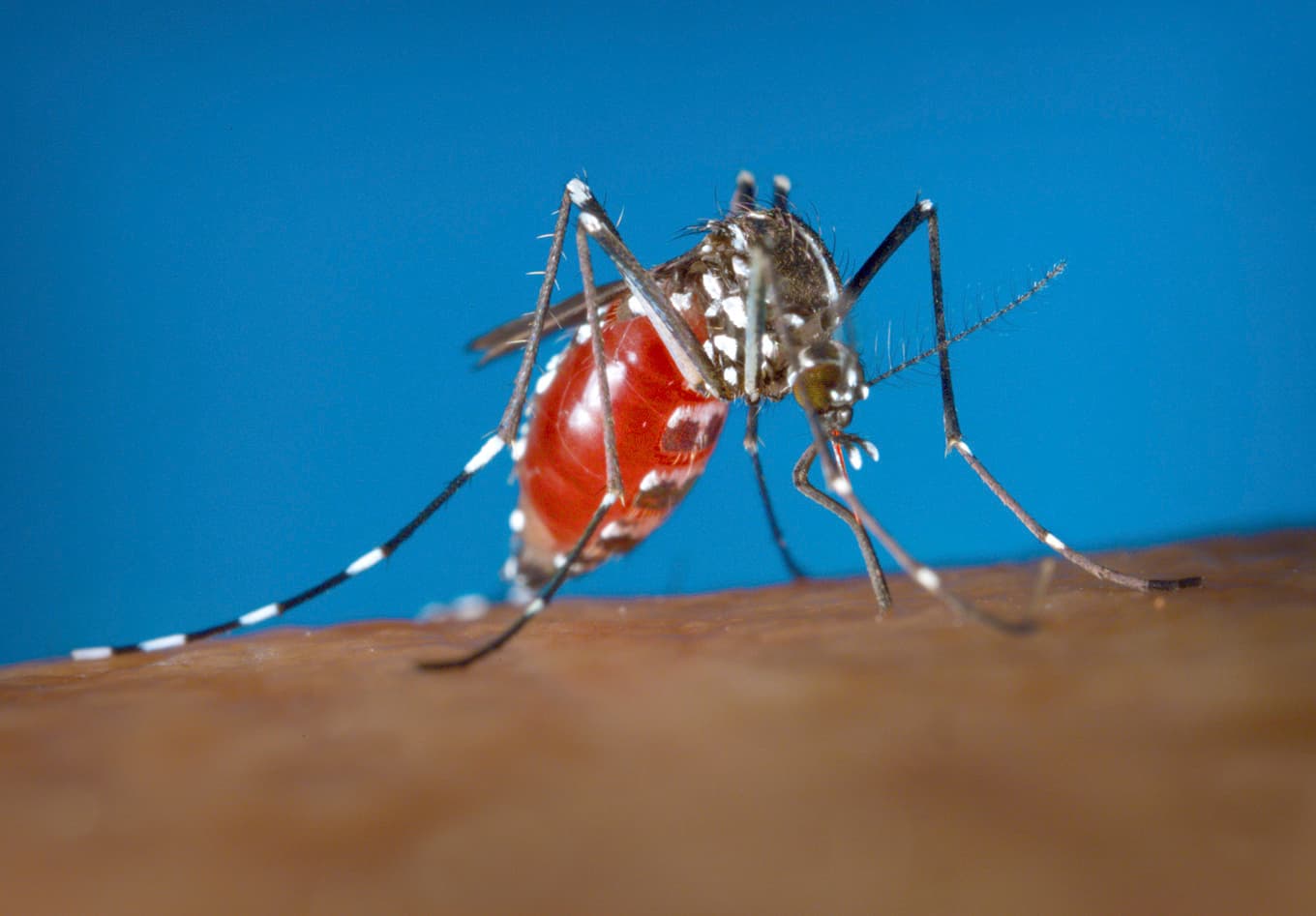 Den asiatiska tigermyggan sprider dengue- och chikungunya-virus. Arkivbild. Foto: James Gathany/AP/TT