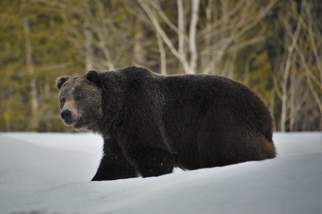 En grizzlybjörn har attackerat och skadat en grupp i Bella Coola i Kanada. Grizzlybjörnen på bilden har ingenting med attacken att göra. Arkvibild. Foto: Joe Lieb/USFWS via AP/TT