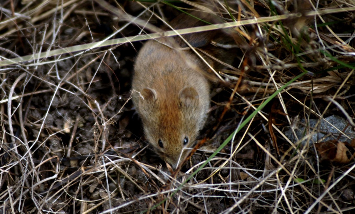 För 17 år sedan skedde det senaste stora utbrottet av sorkfeber, då fler än 2 000 personer drabbades. I år kan det vara dags igen. Arkivbild. Foto: Hasse Holmberg/TT