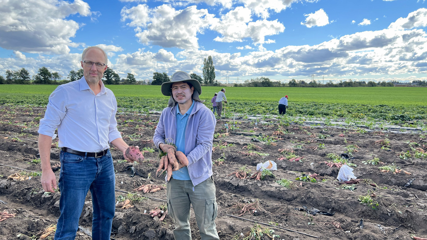 Forskarna Dennis Eriksson och Federico Diaz Trujillo gläds åt det goda resultatet från försöksodlingen av sötpotatis. Foto: Johanna Grundström