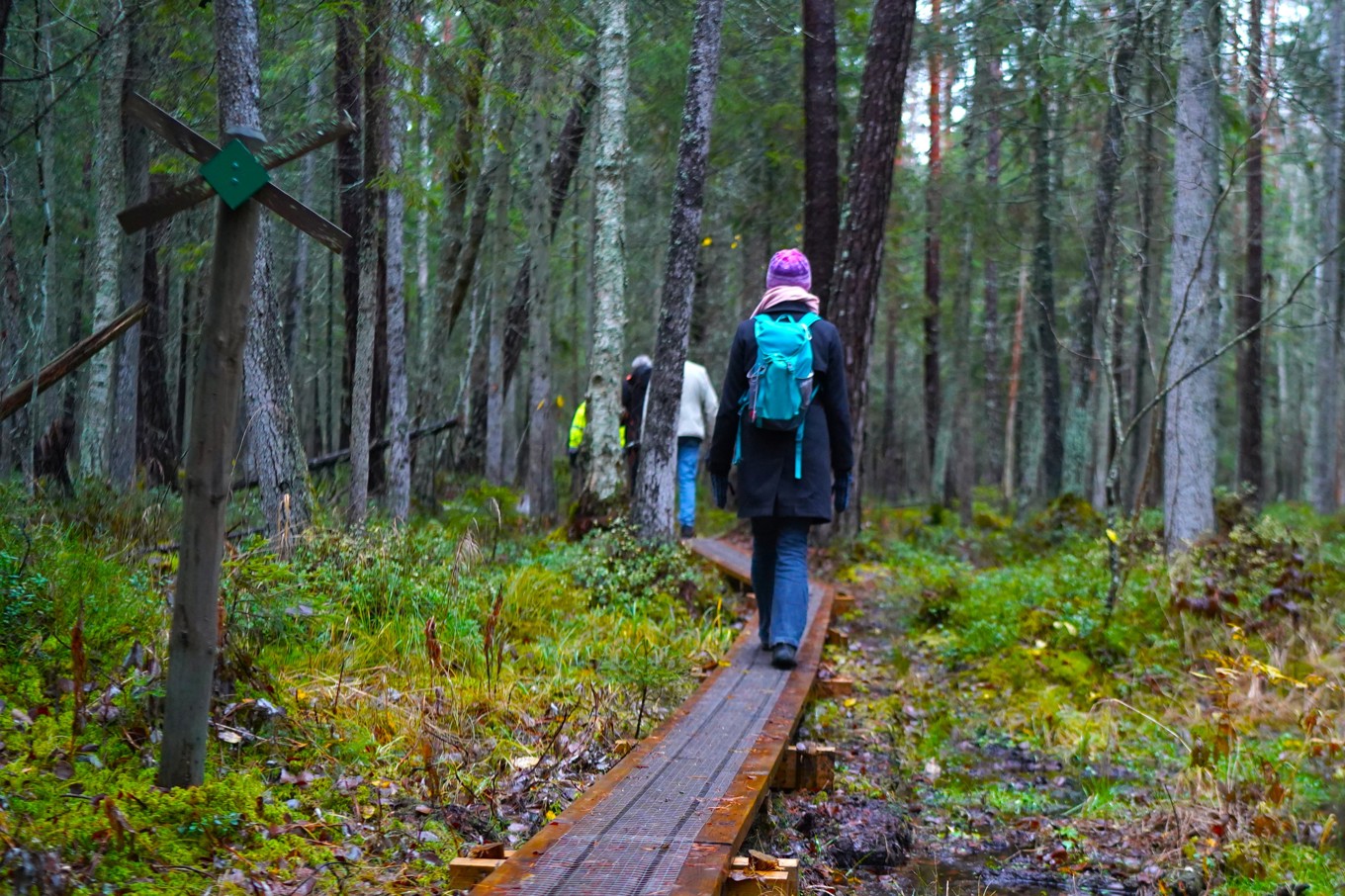 I sökandet efter de blågröna källorna upptäcker vi senhöstens magi i den uppländska skogen. Foto: Eva Sagerfors