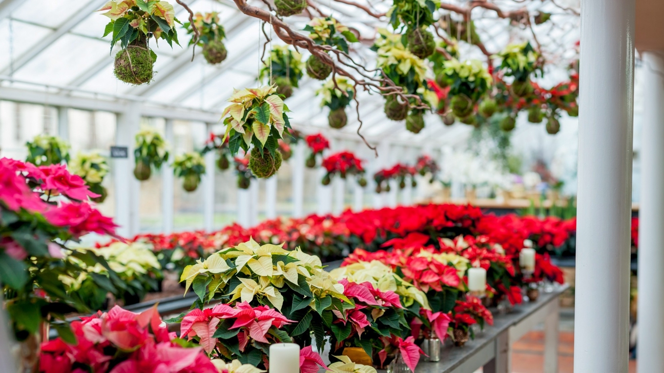 Julstjärnan finns numera i en mängd olika färger, former och storlekar. En kokedama, en dekorativ mossboll, är enkel att göra med mossa från gräsmattan. Foto: SfE/ Blomsterfrämjandet