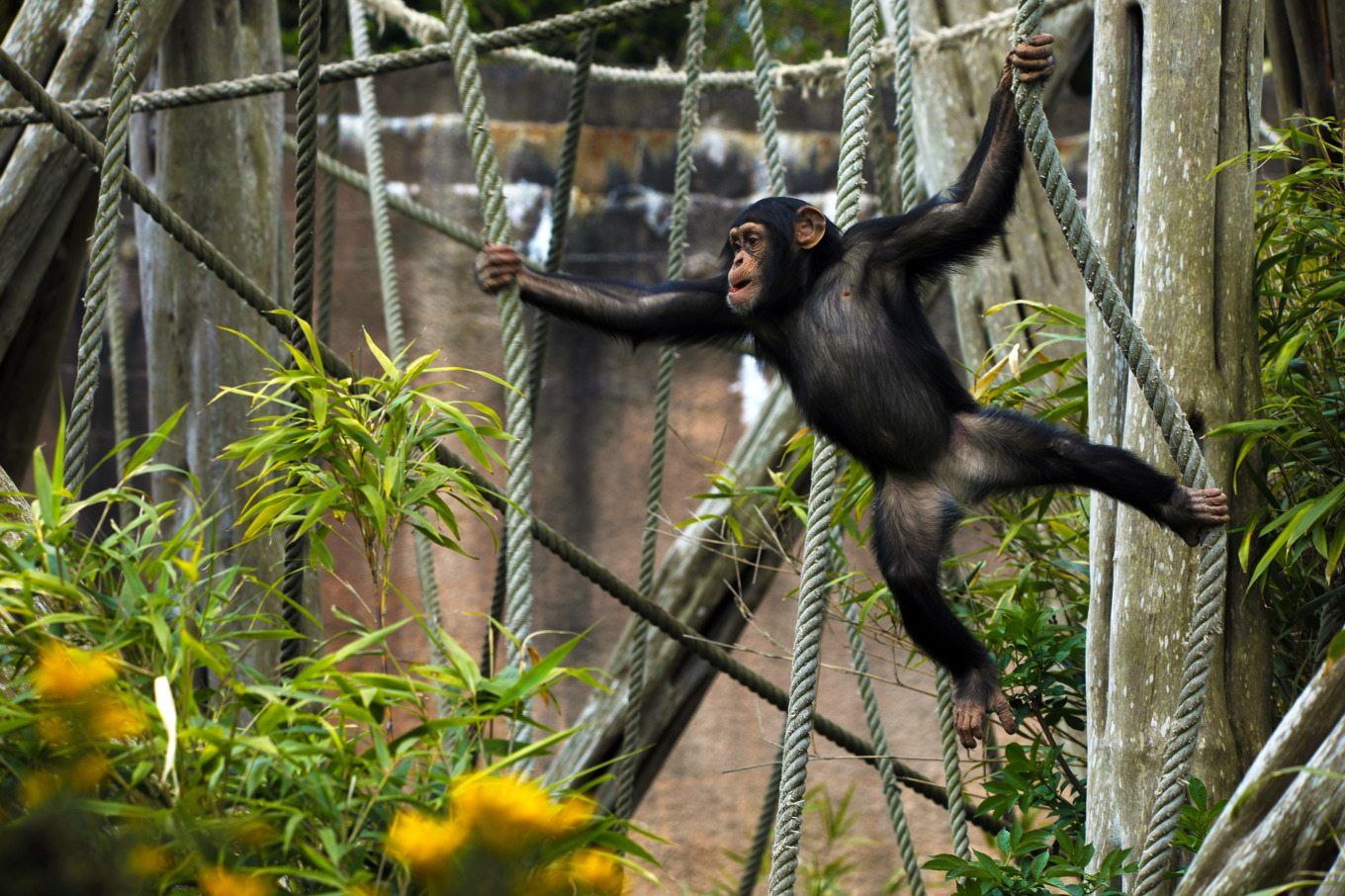 Schimpanserna flyttar från Furuvik till Skottland. Foto: Edinburgh Zoo/TT