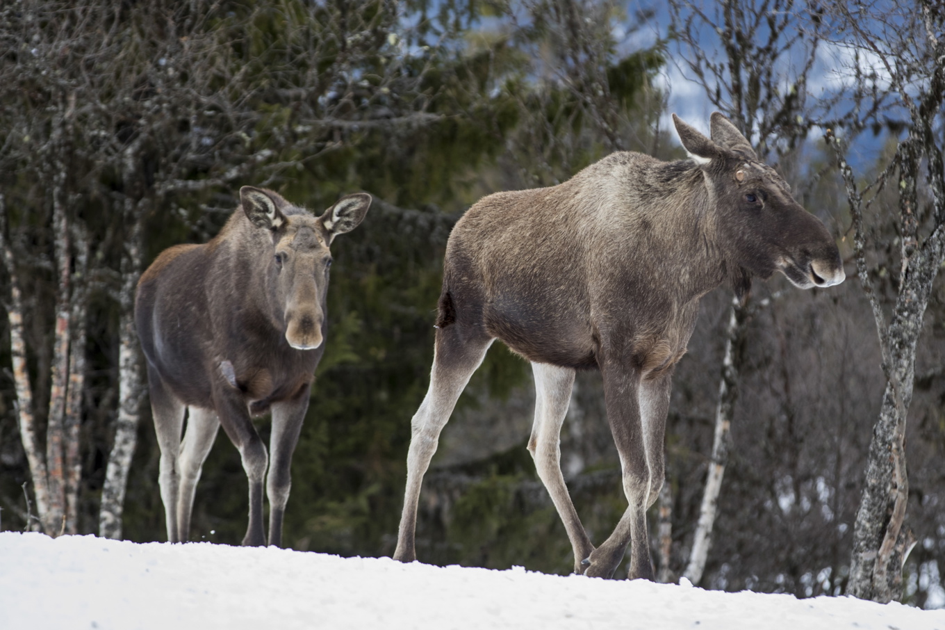 Två älgar ska ha skjutits från snöskotrar i Pajala kommun. Älgarna på bilden har inget med den aktuella händelsen att göra. Foto: Heiko Junge/NTB Scanpix/TT