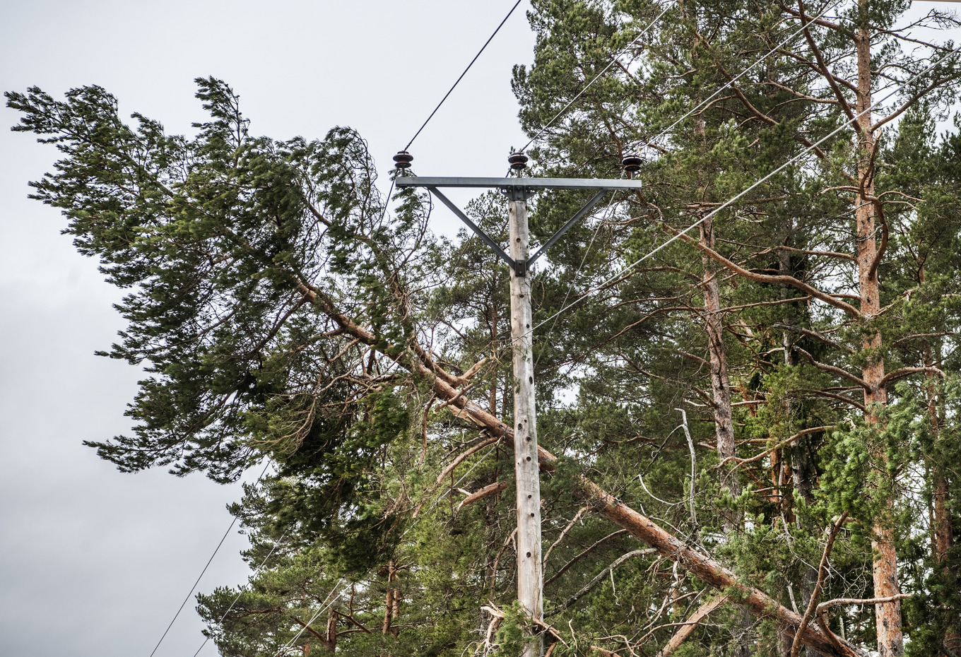Nedfallna träd på elledningar har gjort många hushåll strömlösa i Finland. Arkivbild Foto: Tomas Oneborg/SvD/TT