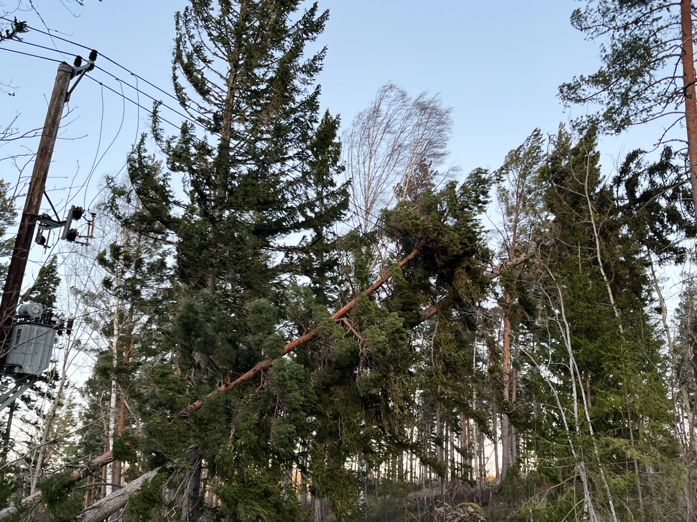 Nedblåsta träd över elledningar orsakar strömavbrott i spåren av stormen Johannes som dragit in över mellersta och norra Sverige, som här i Delsbo. Foto: Tomas Bengtsson/TT