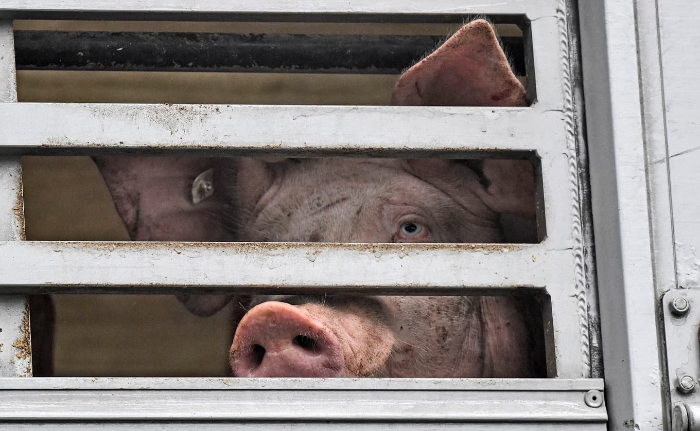 Både banker och AP-fonder investerar i bolag som fått kritik för sin djurhållning. Arkivbild. Foto: Martin Meissner/AP/TT