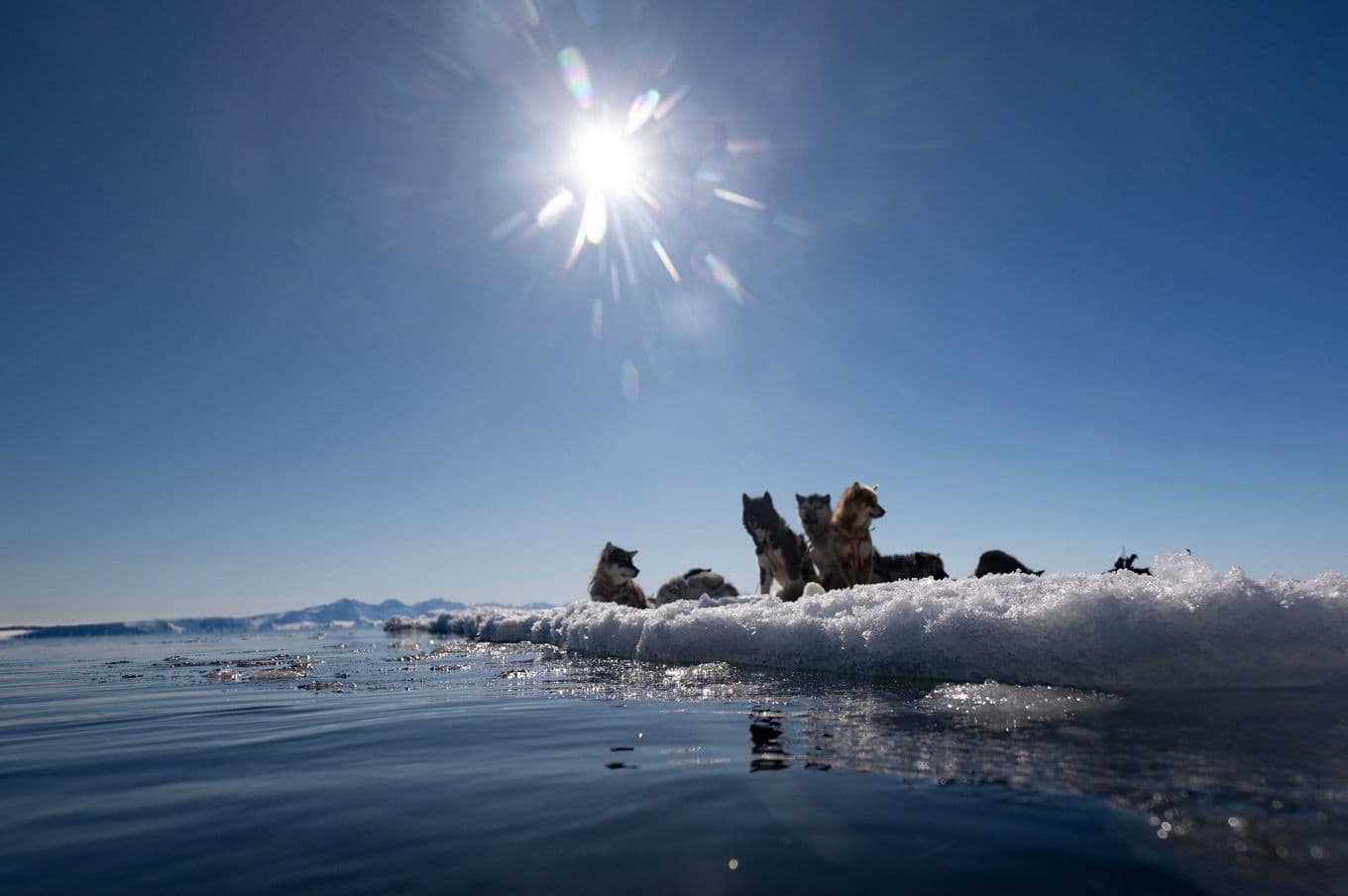 Hundar vilar nära orten Ittoqqortoormiit i östra Grönland i april 2024. Foto: Olivier Morin/AFP/TT