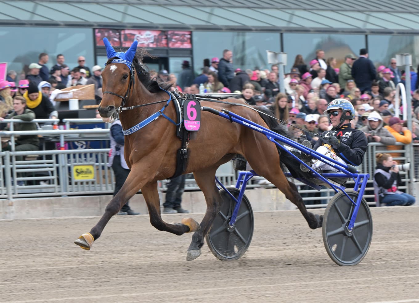 Elitlopps-finalisten från förra året, A Fair Day, årsdebuterar på V85. I sulkyn sitter som vanligt Oscar Ginman. Foto: Lars Jakobsson / TR Bild