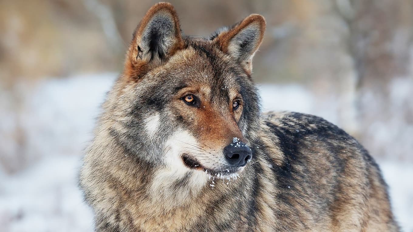 Rädslan för varg drivs mer av myter och särintressen än av faktiska risker eller ekologisk kunskap, menar skribenten. Foto: Shutterstock