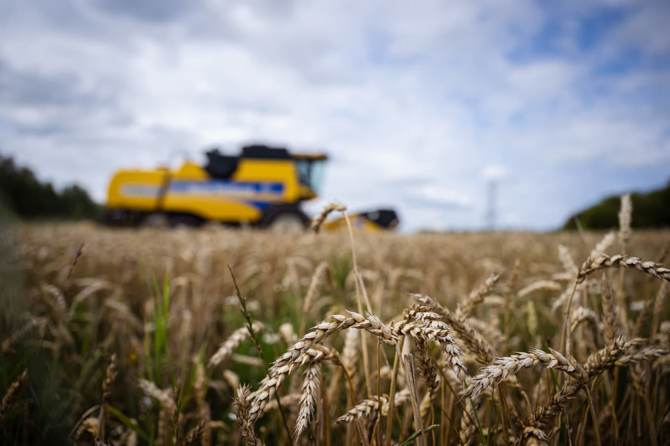 Lantmännen höjer utdelningen. Arkivbild. Foto: Magnus Lejhall/TT