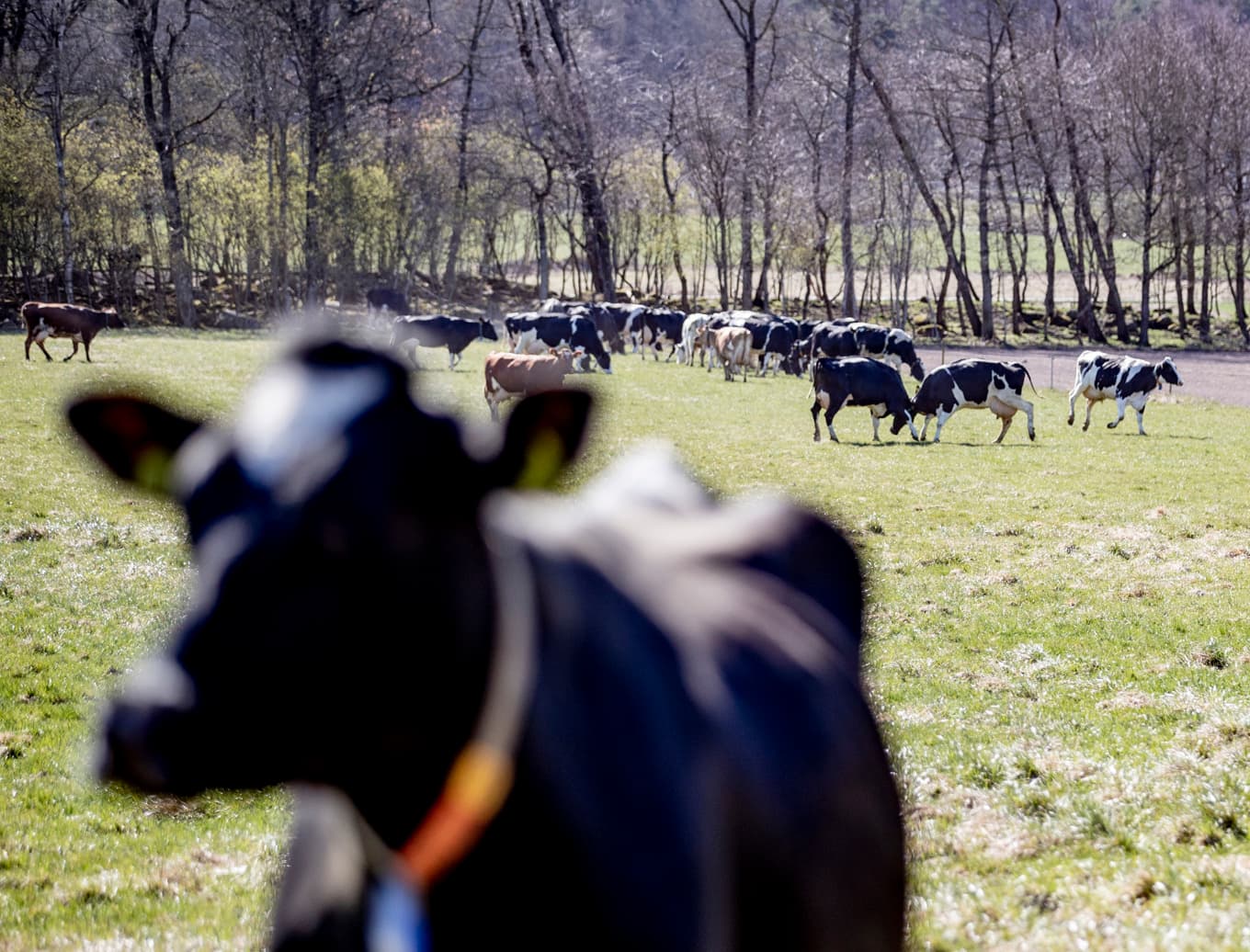 Rekordresultat för Arla under 2025. Arkivbild. Foto: Adam Ihse/TT