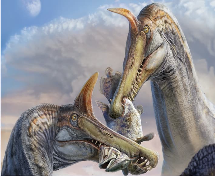 Ny typ av Spinosaurus upptäckt. Foto: Dani Navarro, Jonathan Metzger, Davide la Torre