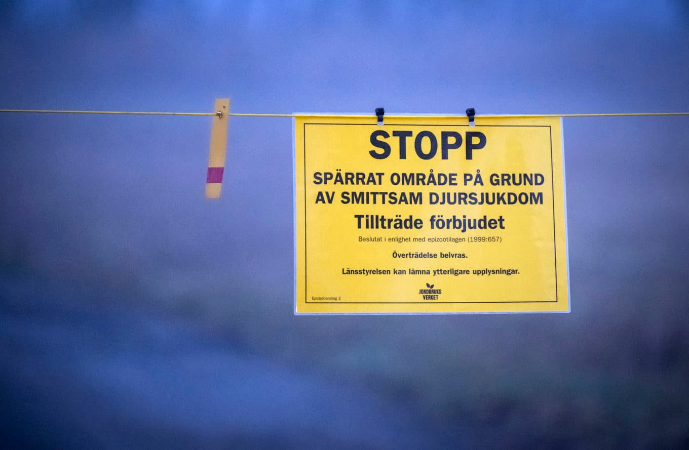 48 000 fåglar avlivas på en gård i Torsås kommun. Arkivbild. Foto: Johan Nilsson/TT