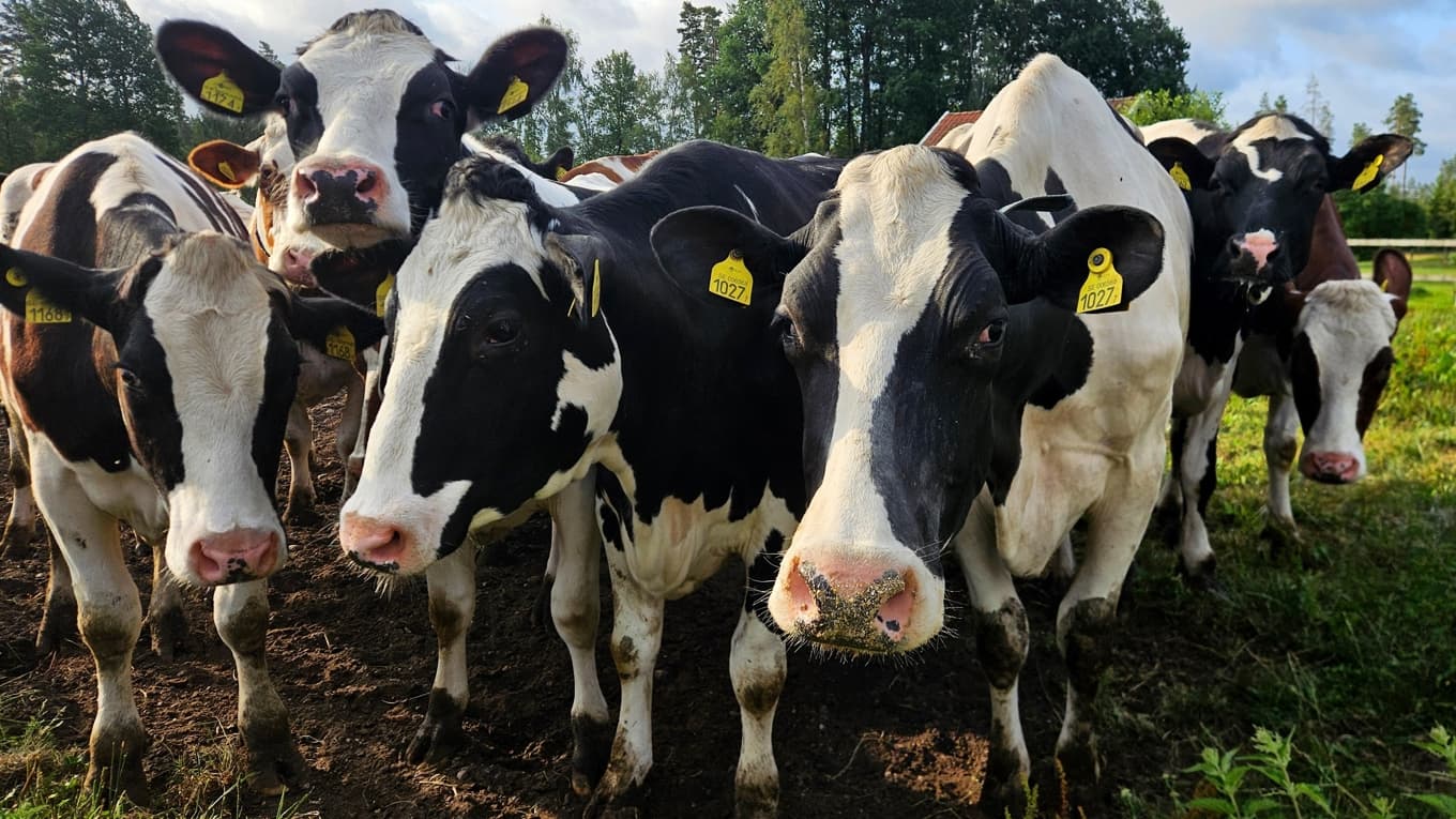 Foto: Shutterstock - Iryna Kostiushko