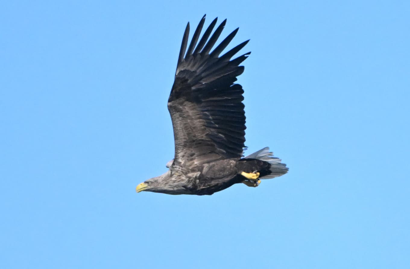 Havsörnen har återhämtat sig och tas nu bort från SLU Artdatabankens rödlista. Arkivbild. Foto: Fredrik Sandberg/TT