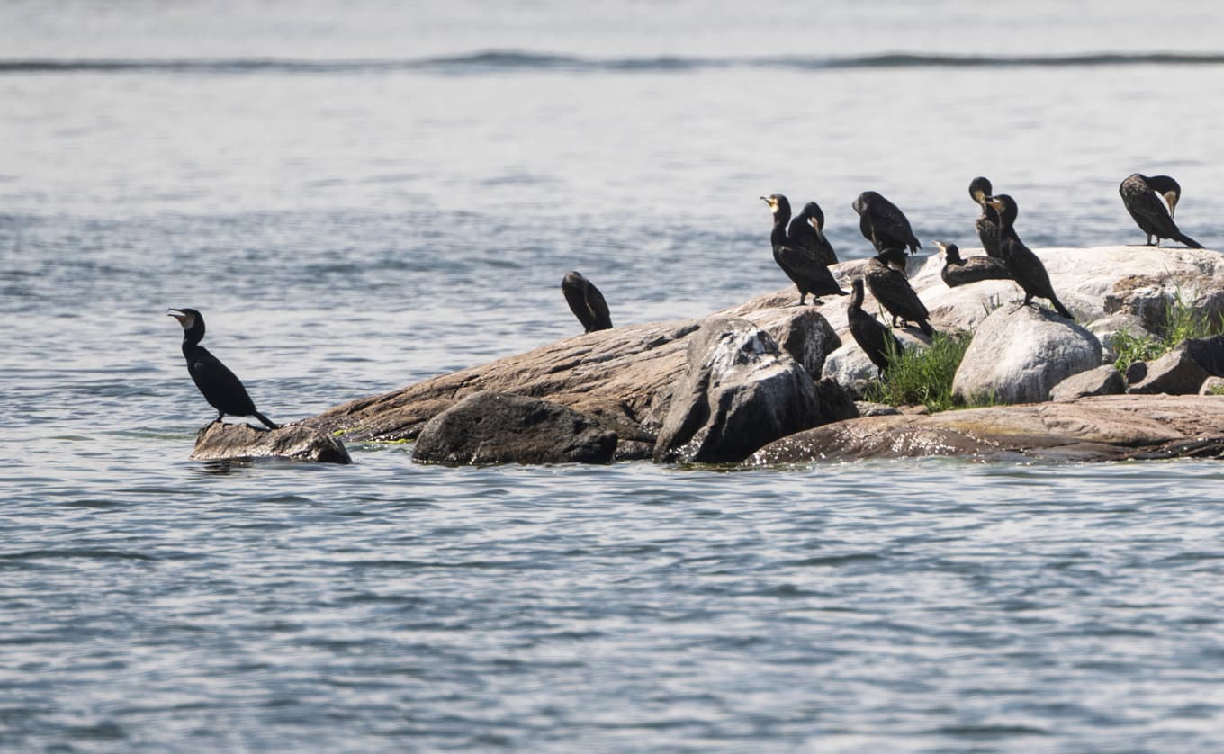 En koloni med skarvar syns på en kobbe i Stockholms skärgård. Arkivbild. Foto: Fredrik Sandberg/TT