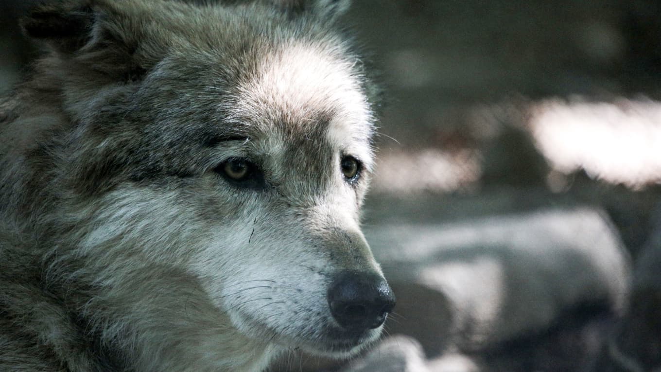”Det är ett djur som simmar för livet … ja, ett djur, nej, vet inte vilken sort … ser ut som en hund … fast inte riktigt …” Romain Ccostaseca/Hans Lucas/AFP via Getty Images