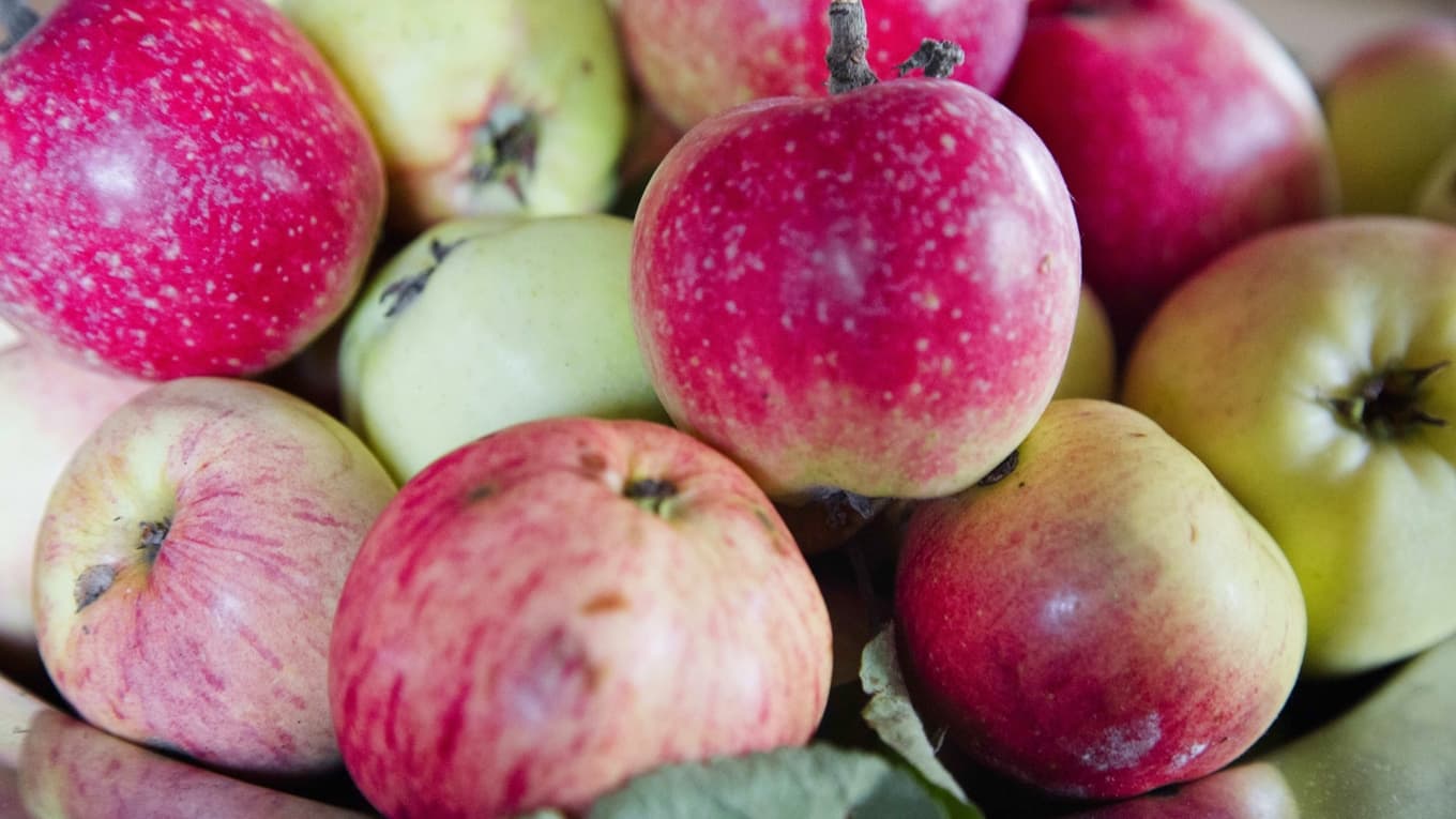 I en nyligen publicerad rapport från Naturskyddsföreningen konstateras att svenska äpplen, som säljs av våra största matvarukedjor, innehåller bekämpningsmedel. Foto: Martina Holmberg/TT