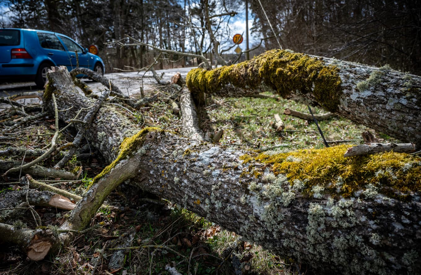 Konsekvenserna av stormen Dave står nu tydliga med många nedfallna träd som påverkar trafiken. Bild från påskafton. Foto: Johan Nilsson / TT