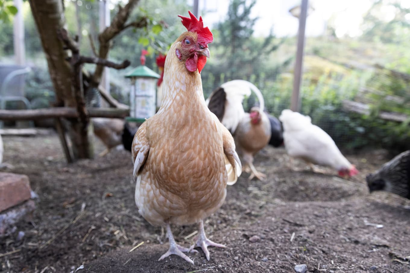 Danmark har vaccinerat mot Newcastlesjuka sedan 2005. Arkivbild. Foto: Mickan Mörk/TT