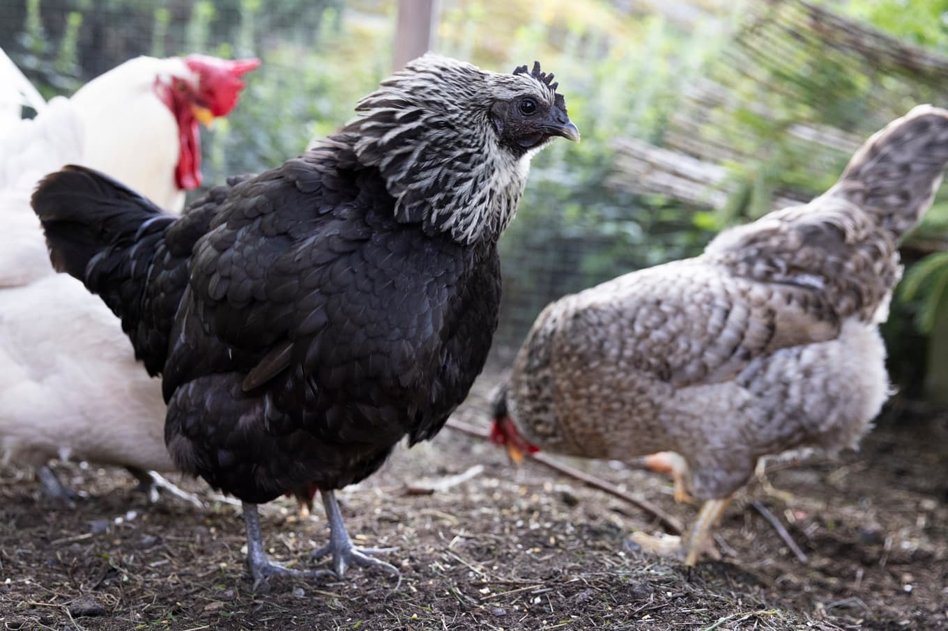 Upp till 1 500 dök upp på E20 under natten till onsdagen. Arkivbild. Foto: Mickan Mörk/TT