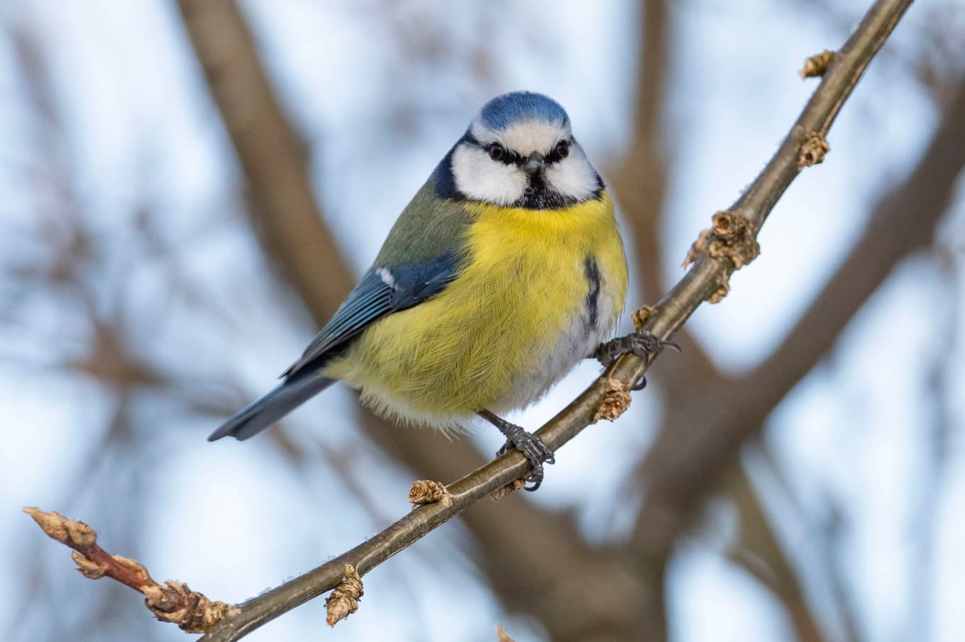 Blåmessjuka drabbar främst blåmesar. Arkivbild. Foto: Paul Kleiven/NTB