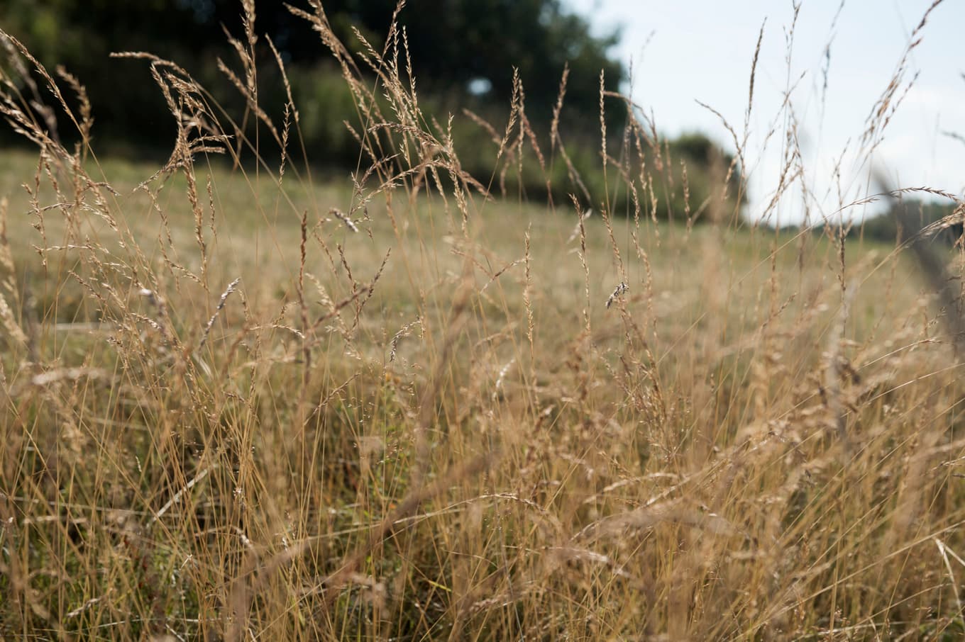 Torrt gräs i kombination med sol och vind ökar brandrisken. Arkivbild. Foto: Vilhelm Stokstad/TT