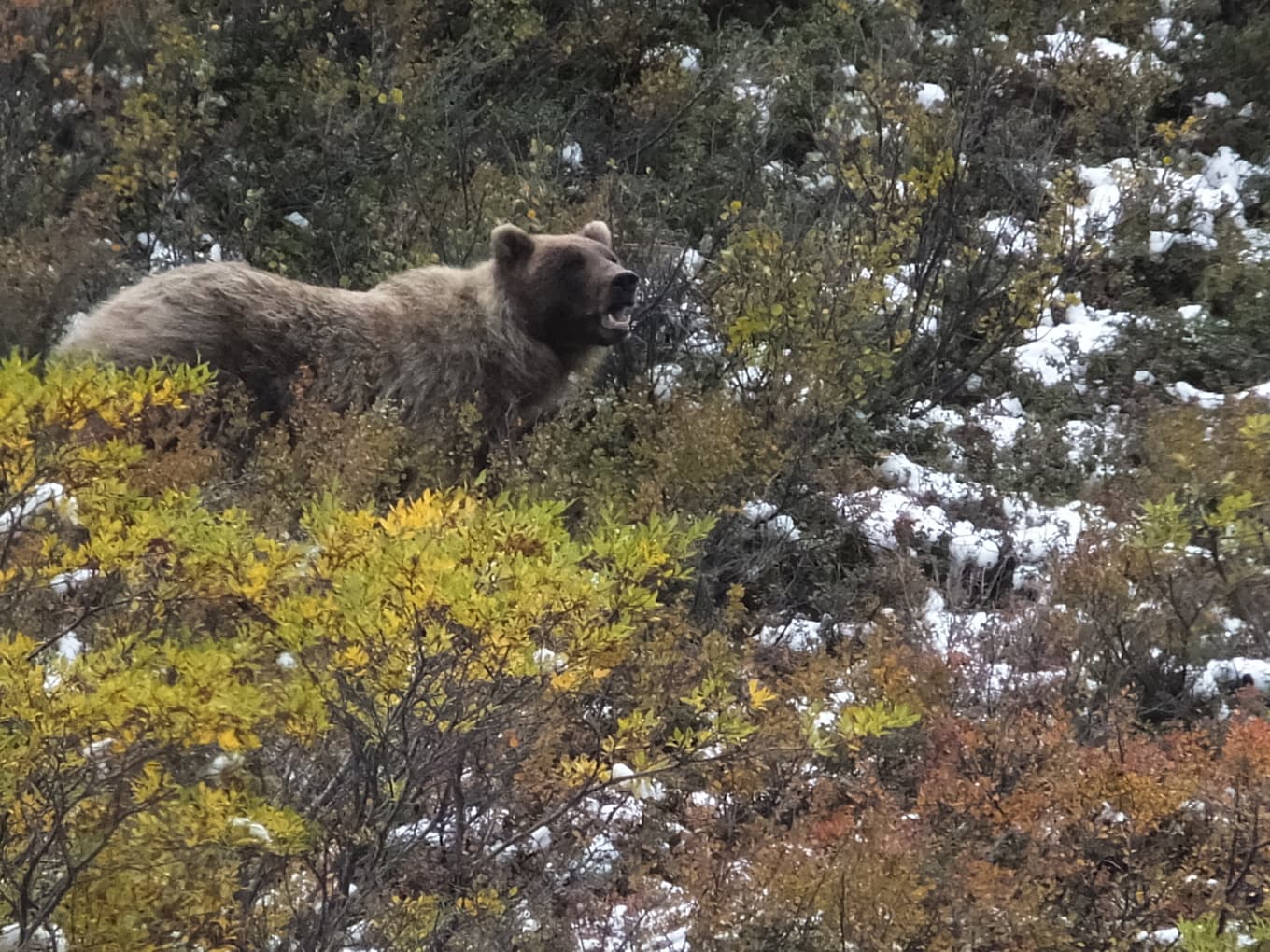 Två soldater har skadats i en björnattack. Arkivbild Foto: Becky Bohrer/AP/TT