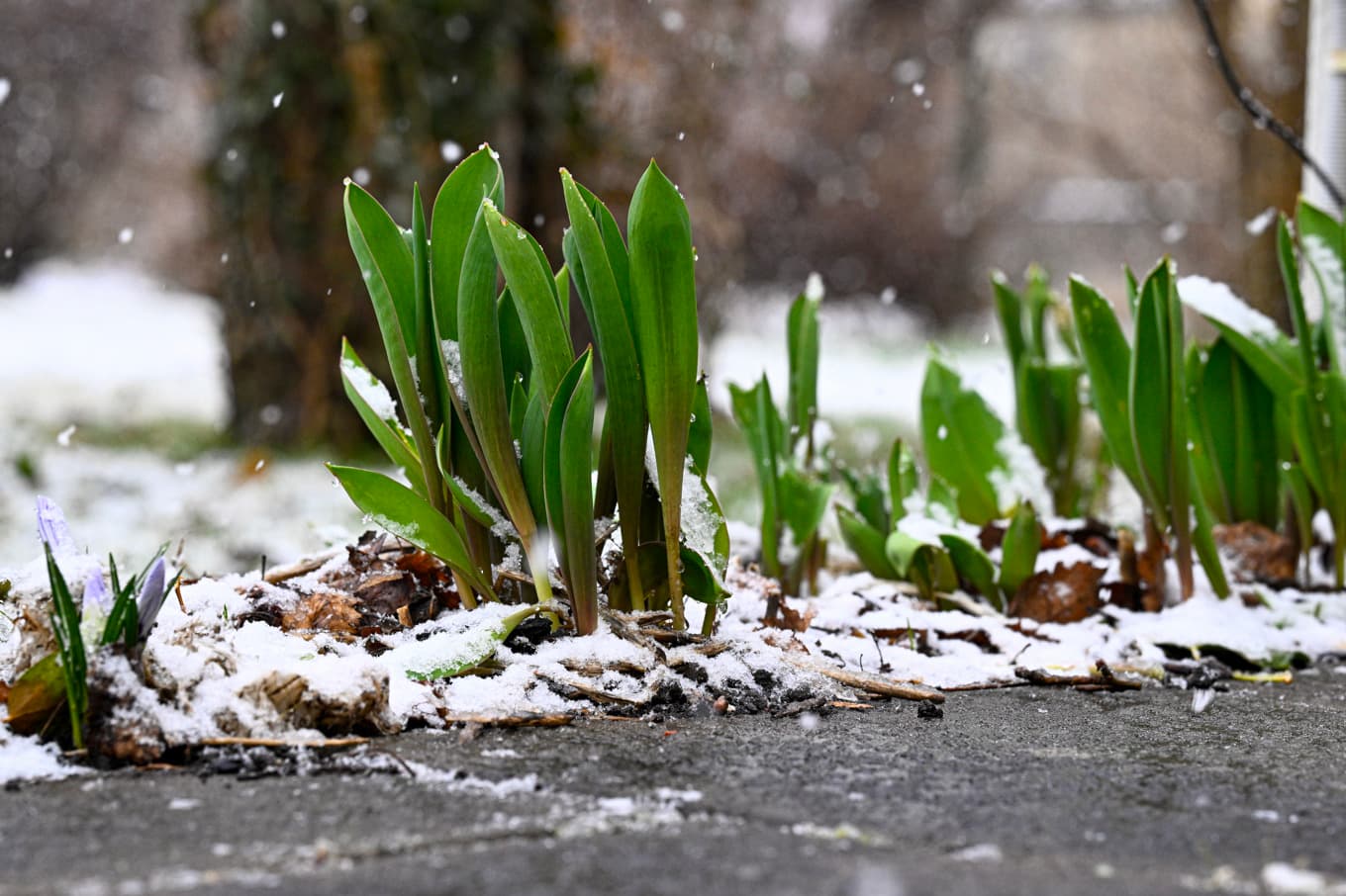 Ett lågtryck kan dra med sig snöblandat regn. Arkivbild. Foto: Fredrik Sandberg/TT