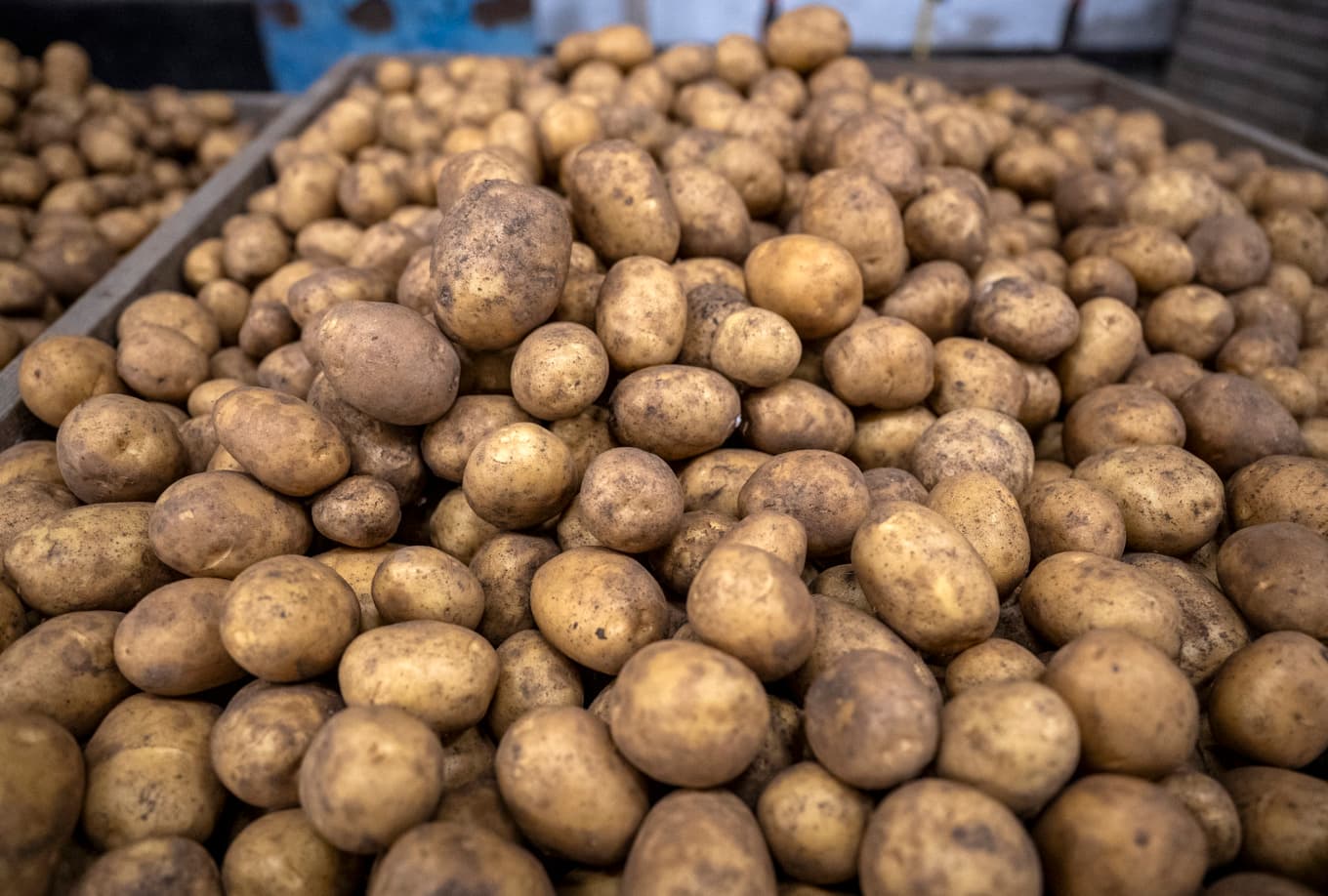 Potatisbladmögel orsakar skador för miljonbelopp. Arkivbild. Foto: Johan Nilsson/TT